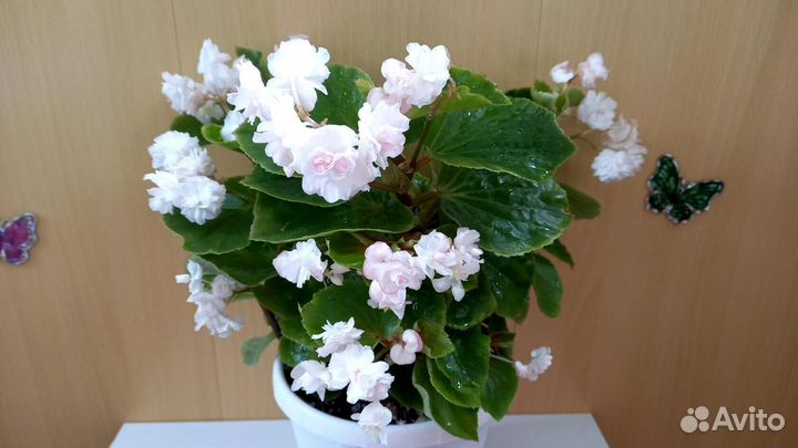 Комнатные цветы
