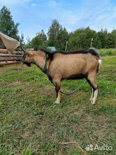 Услуги козлика