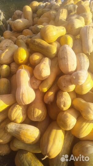 Тыква, кабак