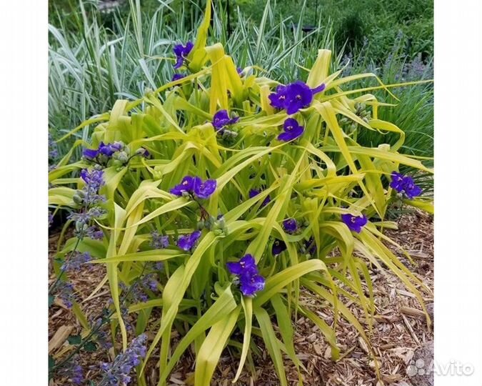 Традесканция Андерсона Sweet Kate (Blue and Gold)