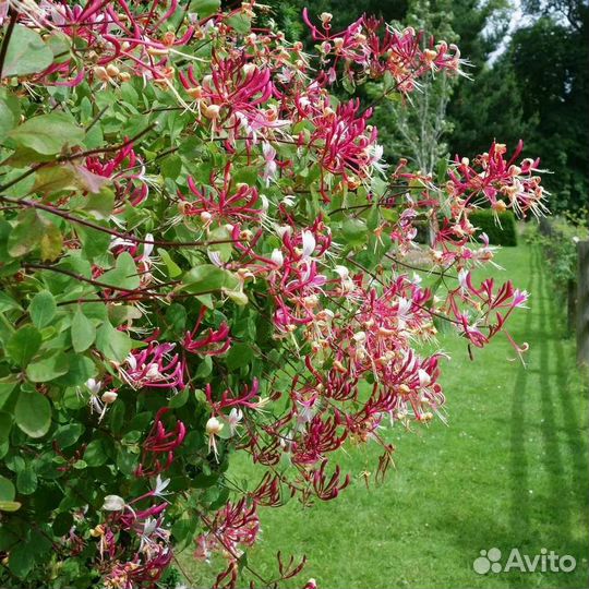 Жимолость татарская саженцы