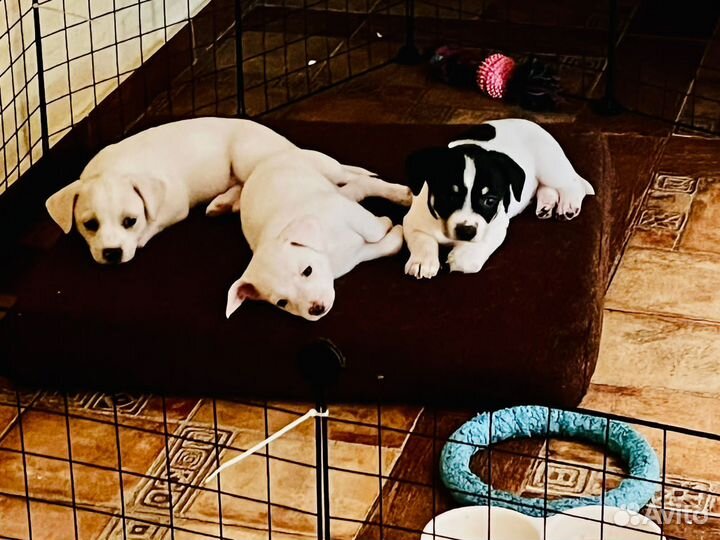 Продам щенков