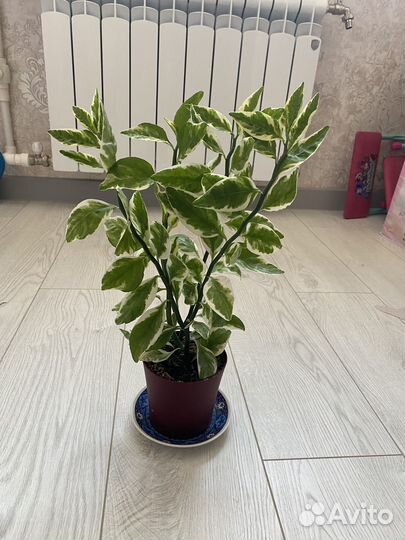 Педилантус