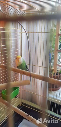 Попугай неразлучник с клеткой