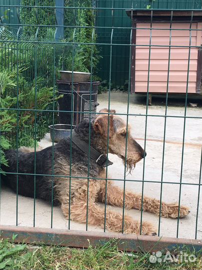 Эрдельтерьер