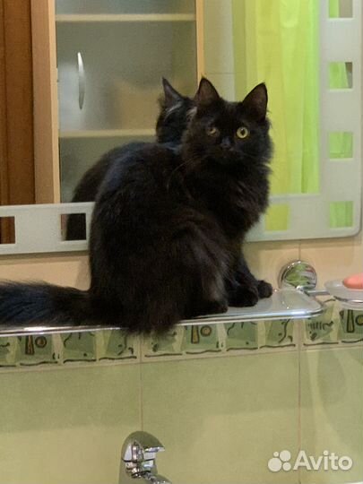 Котенок Гоша
