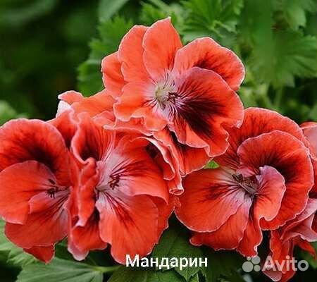 Пеларгония герань королевская