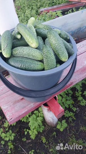 Огурцы свежие