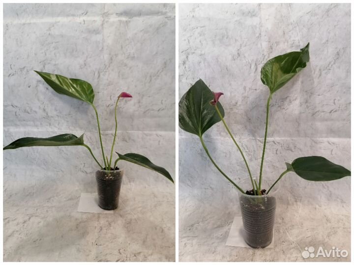 Антуриум сортовой