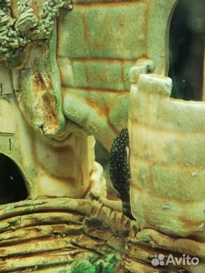 Сомики анциструсы