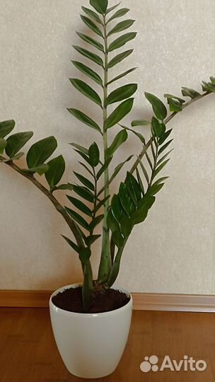 Долларовое дерево замиокулькас