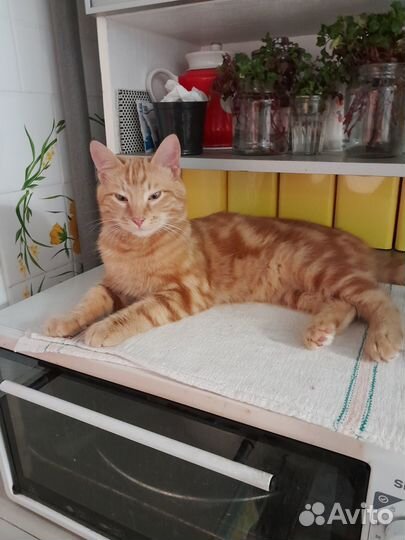 Продам котенка