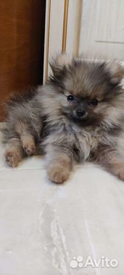 Померанский шпиц (Щенок)
