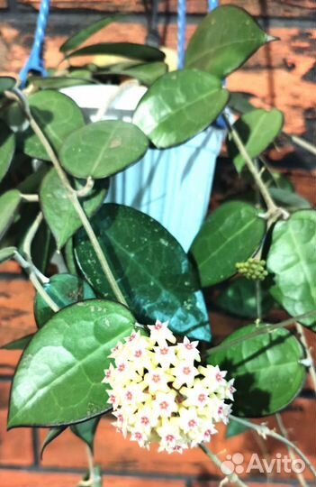 Хойя (разные) часть первая