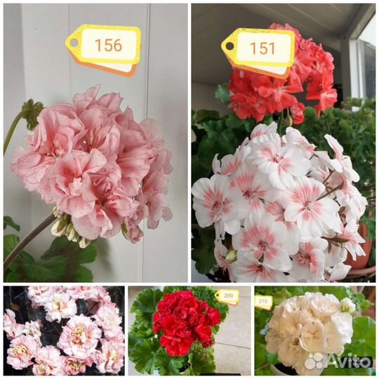 Герань пеларгония