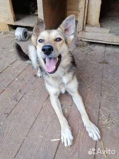 Агата ищет дом