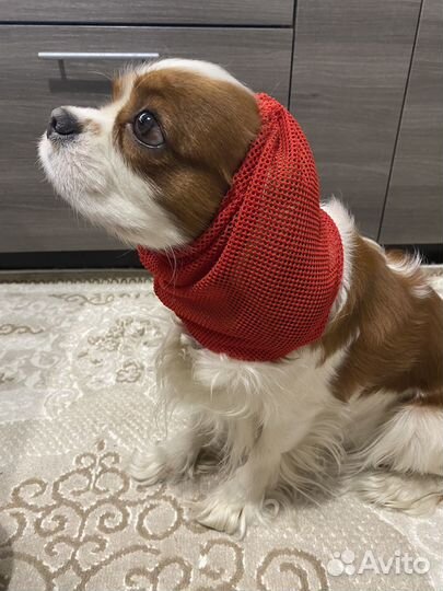 Шапочки для собак