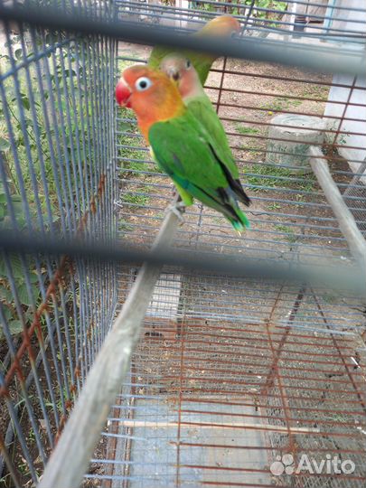 Попугай какарик
