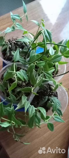 Хойя комнатное