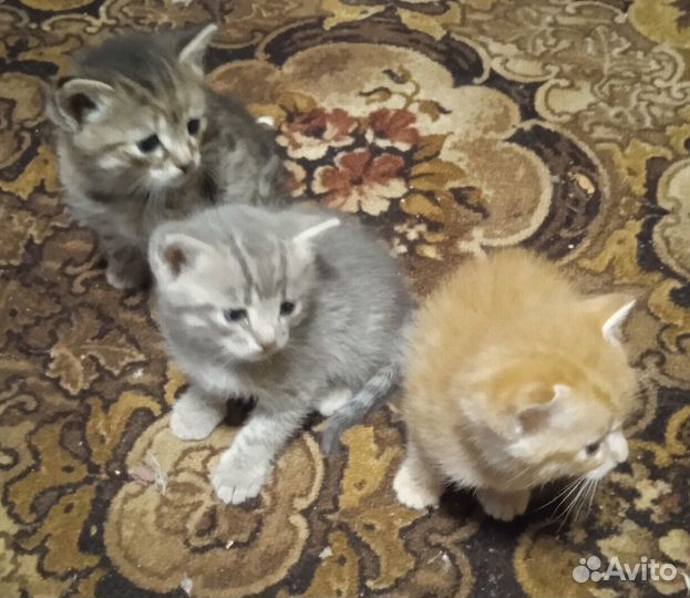 Котята в добрые руки