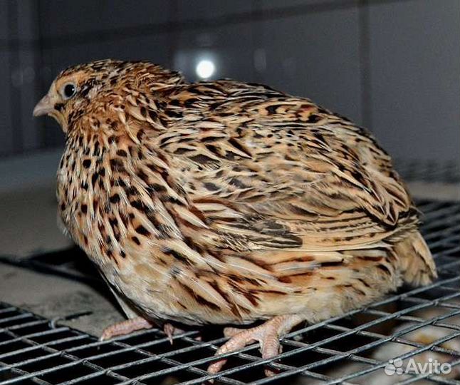 Перепела продажа