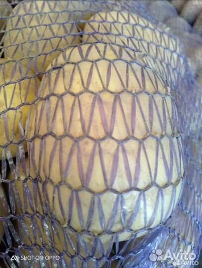 Крупный Картофель сорт вега, коломбо сетка 35 кг