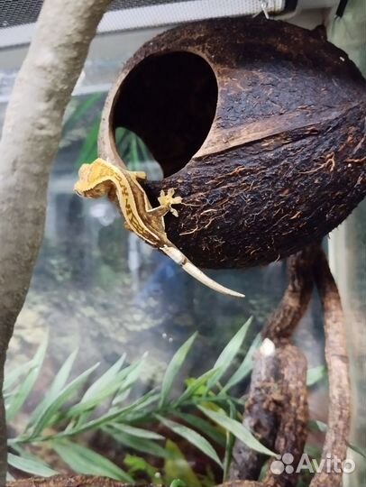 Ящерица кольцехвостая, геккон, сцинк, агама
