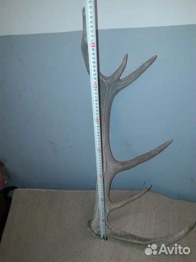 Рога оленя