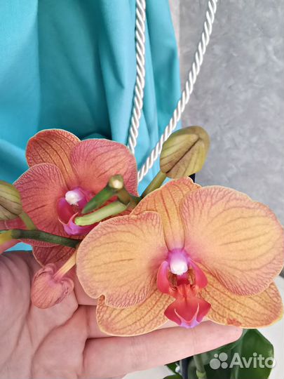 Орхидея оранжевая Морковный пирог