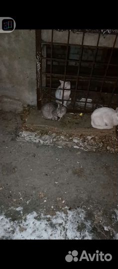 Котята много мерзнут