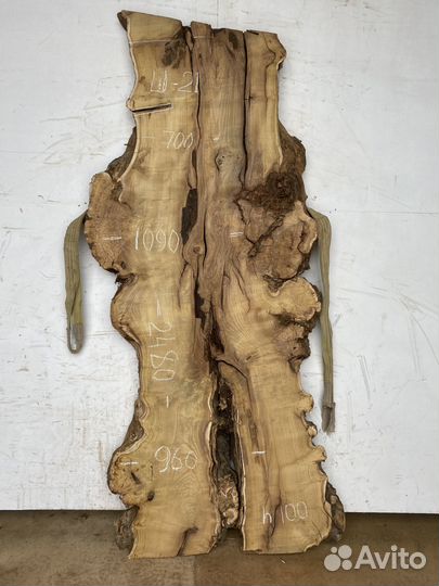 Слэбы карагач