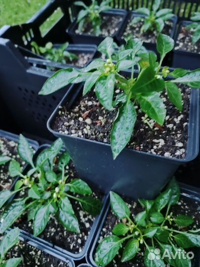 Перец горький огонёк на подоконнике