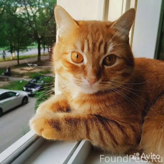 Рыжий котенок девочка
