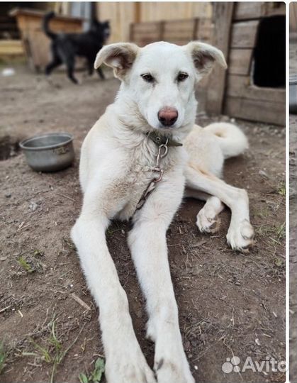 Собака в добрые руки