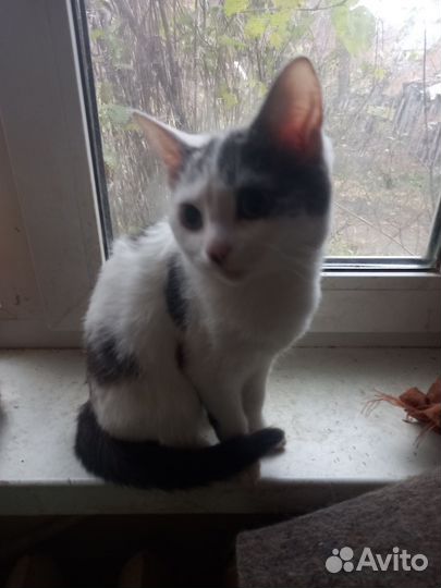 Котята 4 месяца