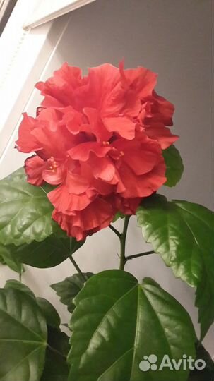 Цветы комнатные