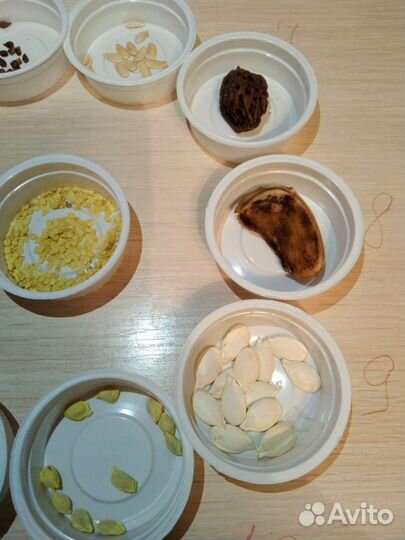 Гербарий (семена) ок.Радуга парка