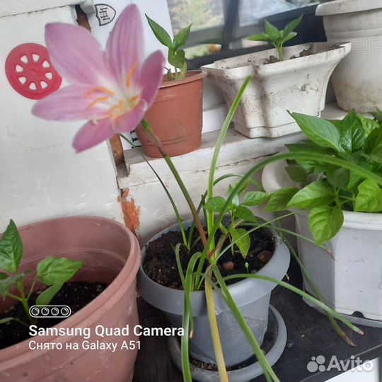 Гиппиаструм