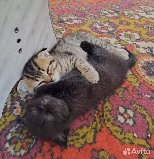 Продаются котята шотландской породы вислоухие