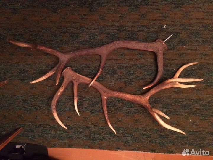 Рога оленя