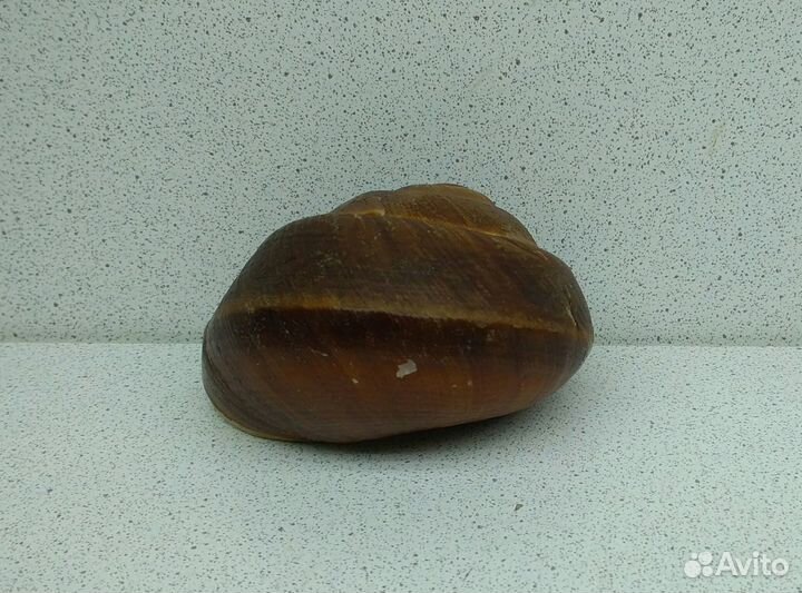 Ризота 7,2 морская ракушка раковина