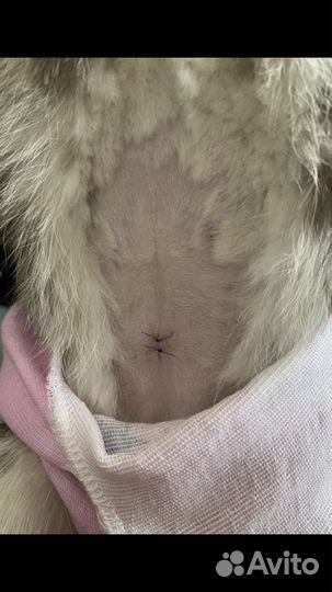 Ветеринарный врач на дом