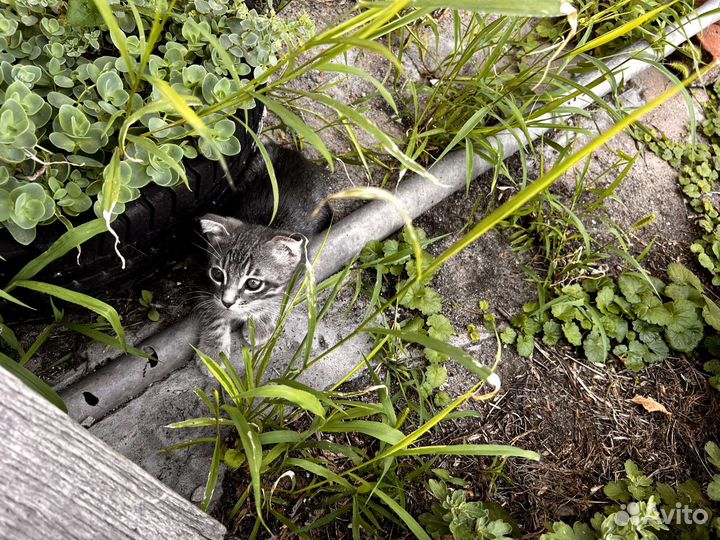 Вислоухие котята в добрые руки