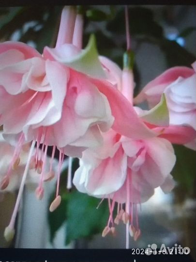 Фуксия сортовая