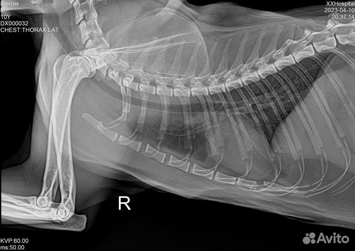 Рентген кошке. Рентген собаке. Рентген коту