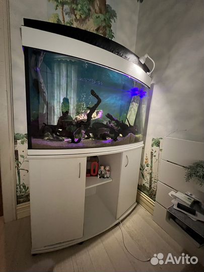 Аквариум панорамный 200 литров с тумбой