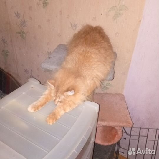 Продажа петушков