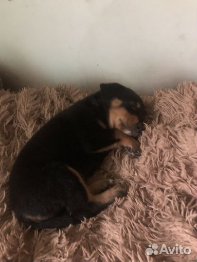 Щенок ротвейлера девушка