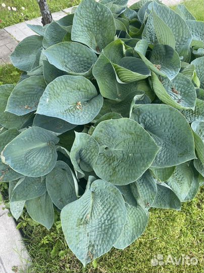 Хоста, гортензия, клематис