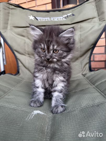 Котята бесплатно